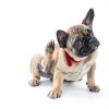 Silver Honey Ear Drops for Dogs Cats Itchy Ears W F Young-2