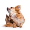Curaseb Dog Cat Ear Wash Cleaner Vet Formulated USA Made-2