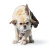 bnHUlMXw Aloe Ear Mite Treatment for Dogs Natural Relief-4