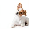 Oticbliss Dog Ear Cleaner Chlorhexidine Ketoconazole-6