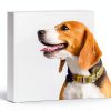 Pet Ear Care Solution Pet King Brands Soothes Infections-1
