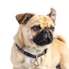 VetWELL Dog Ear Cleaner Gentle Aloe Eucalyptus Formula-3