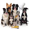 Pup Labs Ear Clear Dog Ear Cleaner Wax Dirt Odor Relief-4
