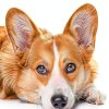 Oticbliss Dog Ear Cleaner Chlorhexidine Ketoconazole-4