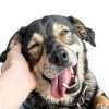 Silver Honey Ear Drops for Dogs Cats Itchy Ears W F Young-4