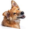 VetWELL Dog Ear Cleaner Gentle Aloe Eucalyptus Formula-1