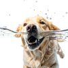 MEDUWEDU Dog Ear Cleaner Unscented 4 FL Oz Pet Care-5