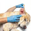 VetWELL Pet Ear Infection Treatment Ketoconazole Tris-1