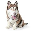 VetWELL Pet Ear Infection Treatment Ketoconazole Tris-7